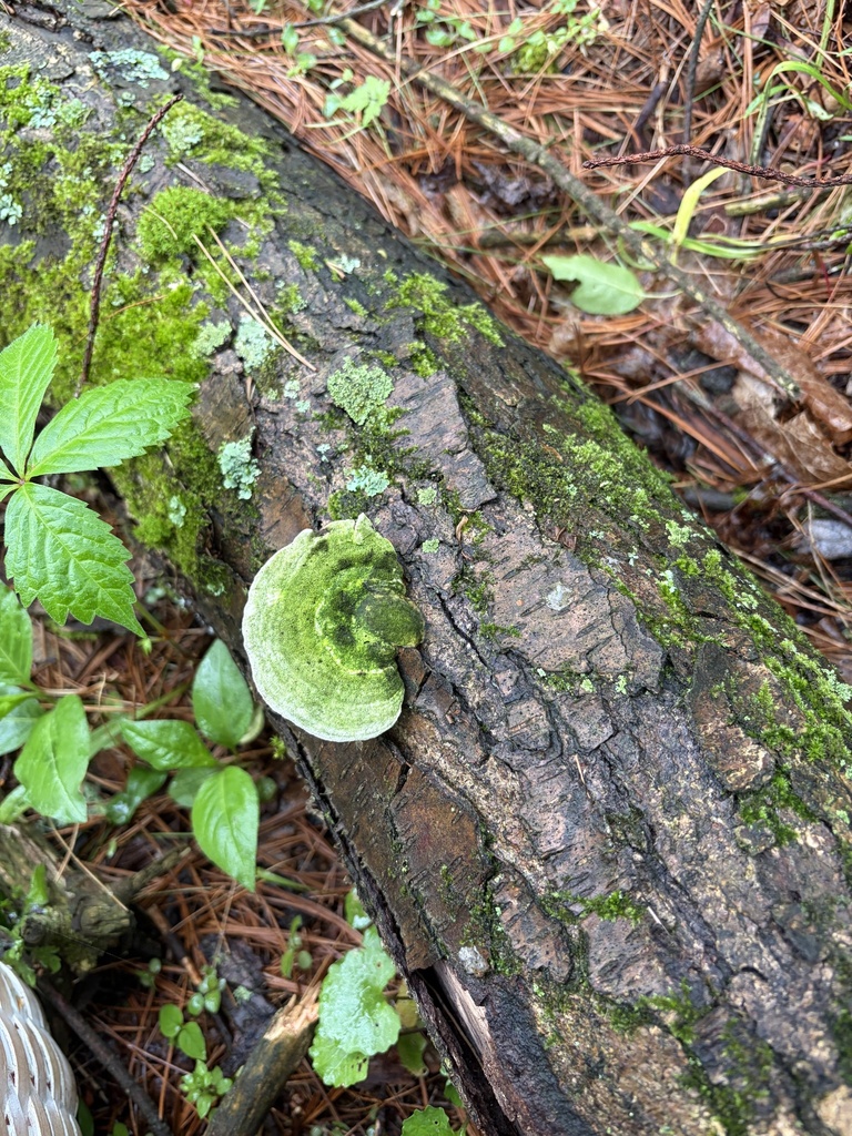 Trametes gibbosa · April 2026 · photo: © julietrav24 (iNaturalist, cc-by)