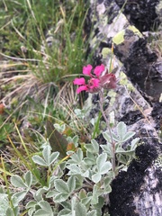 Potentilla divina
