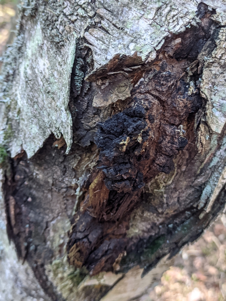 Inonotus obliquus · April 2026 · photo: © naturalist57011 (iNaturalist, cc-by)