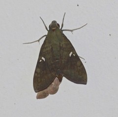 Nephele subvaria