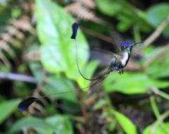 Loddigesia mirabilis