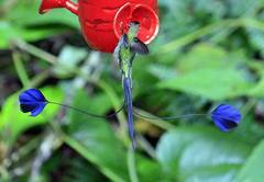 Loddigesia mirabilis