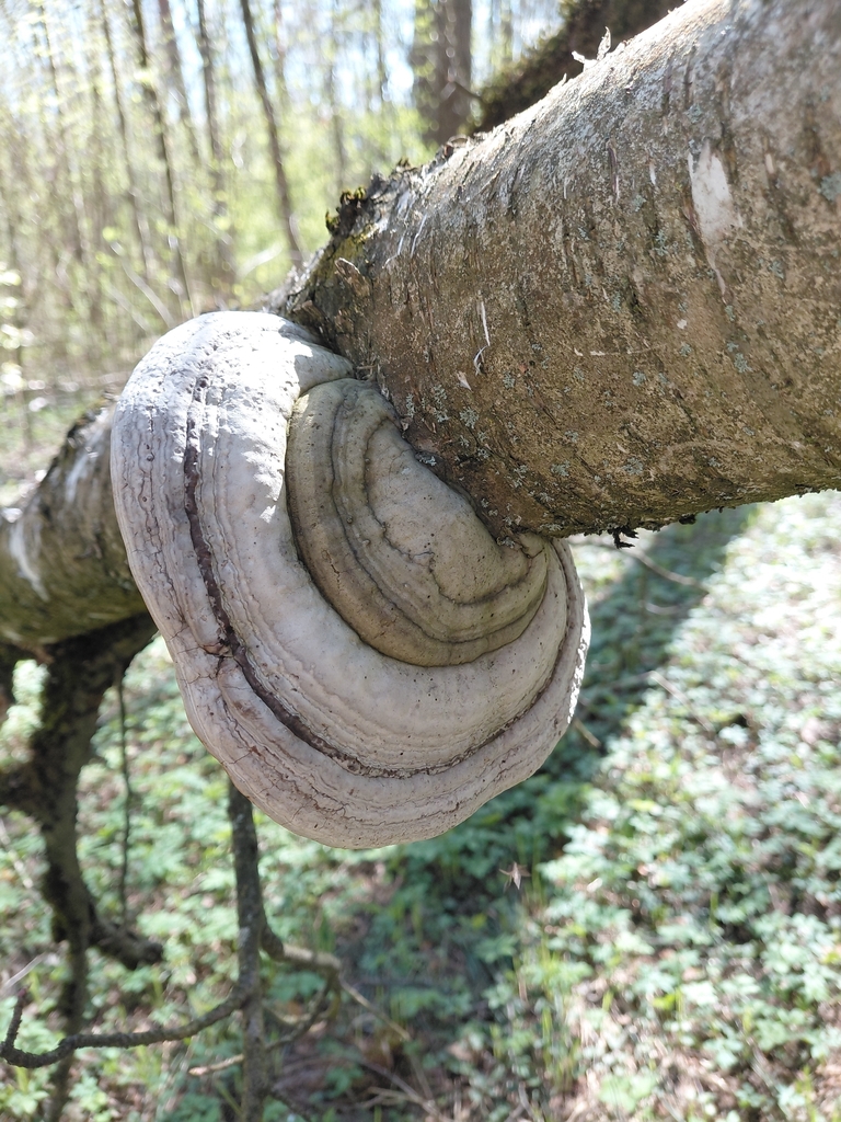 Fomes fomentarius · April 2026 · photo: © passingthrough (iNaturalist, cc-by)