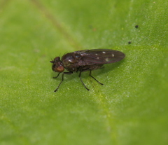 Scatella