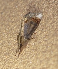 Zalissa catocalina