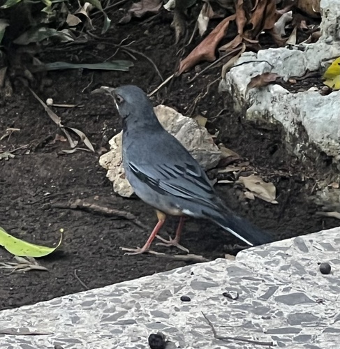 Western Red-legged Thrush