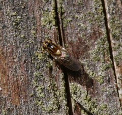 Thaumatomyia notata