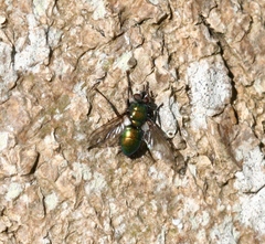 Gymnocheta viridis