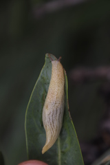 Elisolimax flavescens