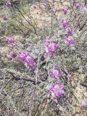 Dalea pulchra