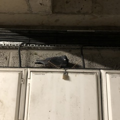 Columba livia domestica