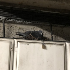 Columba livia domestica