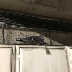 Columba livia domestica