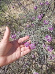 Dalea pulchra