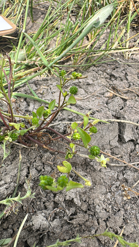 iNaturalist observation photo of Carter's Buttercup