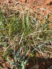 Carex xerophila