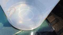 Thelotornis capensis