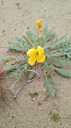 Oenothera primiveris, photograph 2