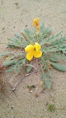 (c) Rudy H., some rights reserved (CC BY-SA) Oenothera primiveris, photograph (c) Rudy H., some rights reserved (CC BY-SA)