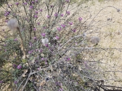 Dalea pulchra