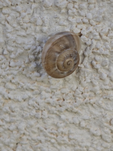 Eobania vermiculata