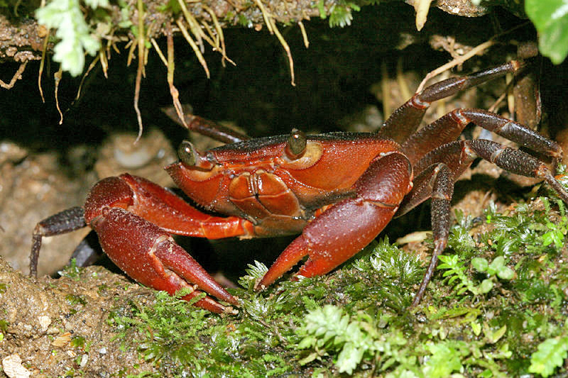 Manicou Crab