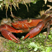 Manicou Crab - Photo (c) Tom Murray, some rights reserved (CC BY-NC), uploaded by Tom Murray
