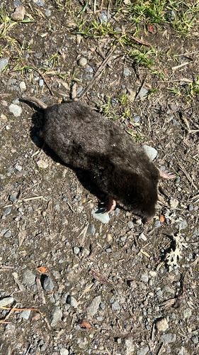 Townsend's Mole observed by jfuruno