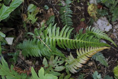 Blechnum appendiculatum