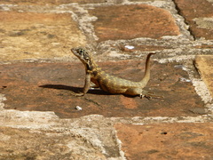 Leiocephalus carinatus