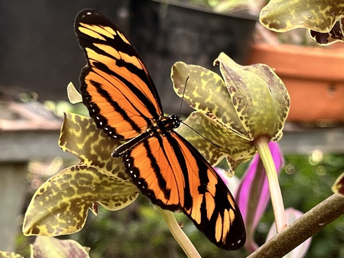 Hispaniolan Tiger Mimic-Queen