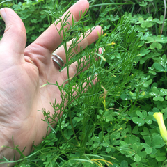 Lomatium caruifolium