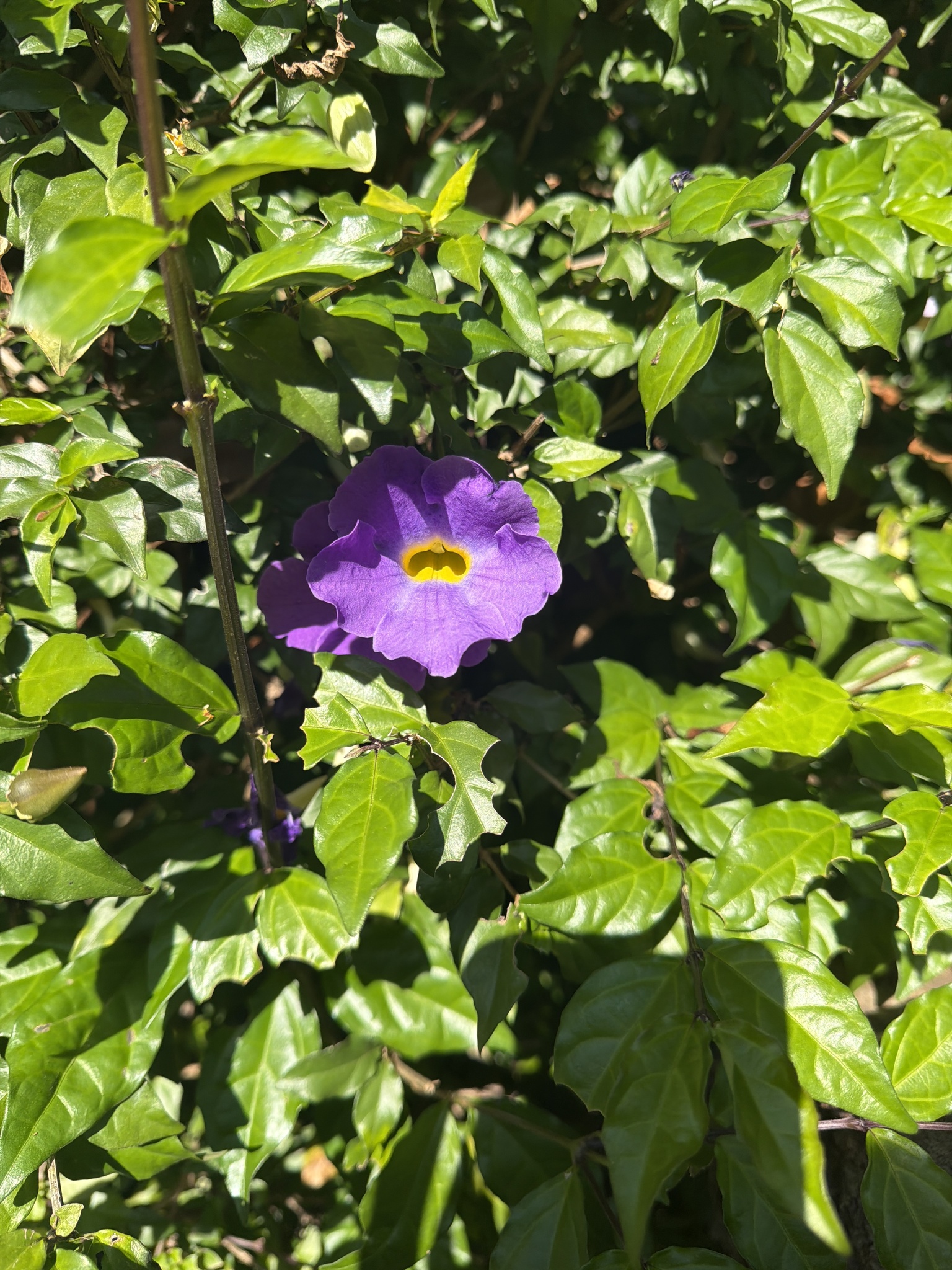 Thunbergia erecta