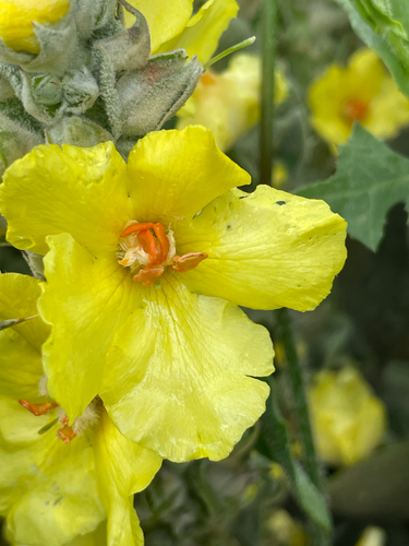 Verbascum macrurum, photograph 2