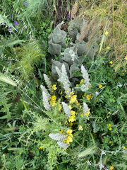 (c) Chase Mathey, some rights reserved (CC BY) Verbascum macrurum, photograph (c) Chase Mathey, some rights reserved (CC BY)