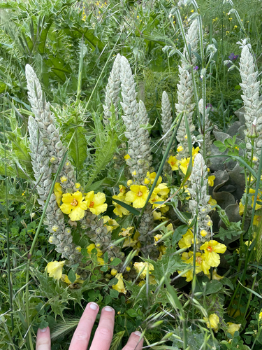 Verbascum macrurum, photograph 1