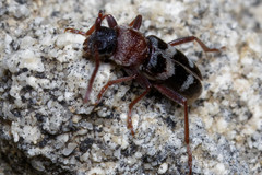 Chlorophorus trifasciatus