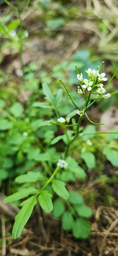 Cardamine oligosperma observed 2026-04-25