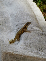 Leiocephalus carinatus