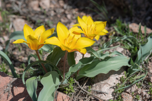 Tulipa dubia, photograph 5