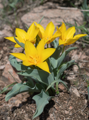 Doubtful Tulip (Tulipa dubia)