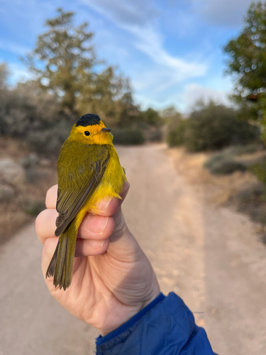 iNaturalist observation photo of Wilson's Warbler