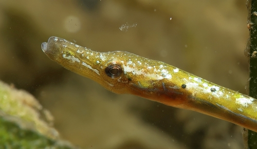Adderzeenaald (Nerophis ophidion) — Syngnathidae — 3
