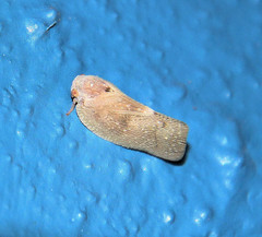 Metcalfa