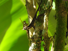 Anolis spilorhipis