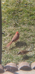 Cardinalis cardinalis