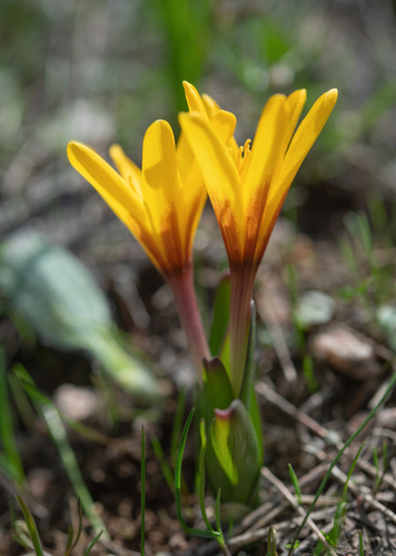 Colchicum luteum