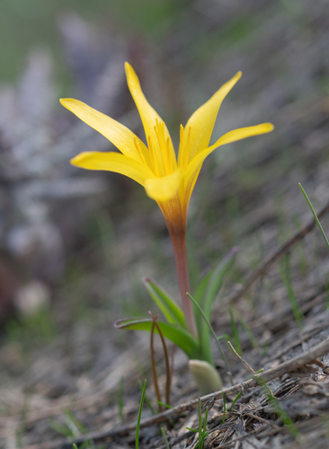 Colchicum luteum