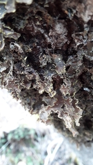 Pseudocyphellaria holarctica