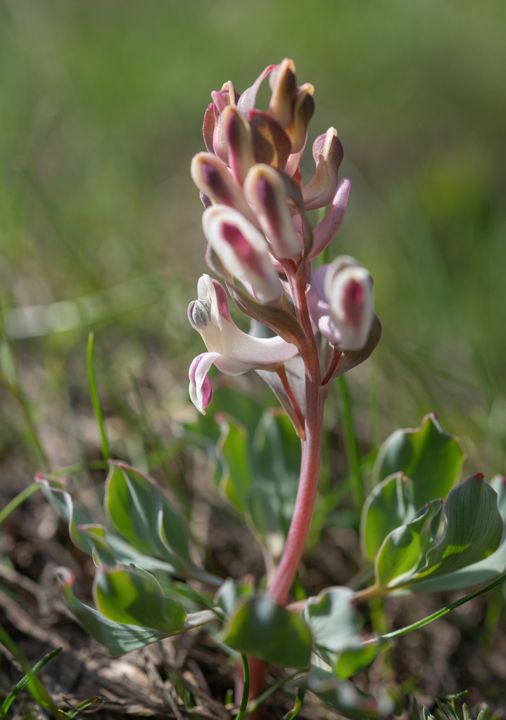 Corydalis ledebouriana (Corydalis ledebouriana)